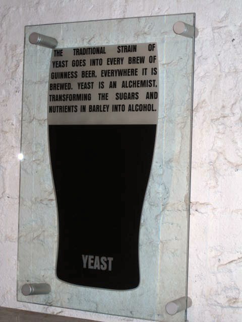 The yeast used in Guinness today is descended from the yeast used in Arthur's day over 250 years ago